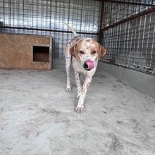 MANCHITO, Hund, Mischlingshund in Rumänien - Bild 3