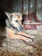 ILVI, Hund, Deutscher Schäferhund in Rumänien - Bild 12