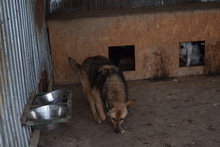 ILVI, Hund, Deutscher Schäferhund in Rumänien - Bild 9