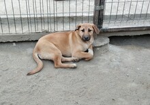 CALIA, Hund, Mischlingshund in Rumänien