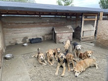 CALIA, Hund, Mischlingshund in Rumänien - Bild 11