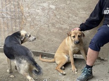 CALIA, Hund, Mischlingshund in Rumänien - Bild 17