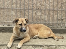 CARLOTTA, Hund, Mischlingshund in Rumänien
