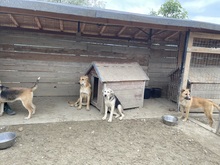 CARLOTTA, Hund, Mischlingshund in Rumänien - Bild 14