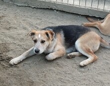 CHERRY, Hund, Mischlingshund in Rumänien