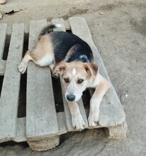 CHERRY, Hund, Mischlingshund in Egelsbach - Bild 12