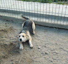 CHERRY, Hund, Mischlingshund in Egelsbach - Bild 13