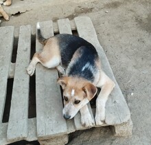 CHERRY, Hund, Mischlingshund in Egelsbach - Bild 14