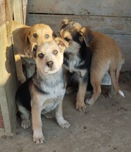 CHERRY, Hund, Mischlingshund in Egelsbach - Bild 15