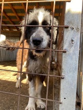 ATHENA, Hund, Mischlingshund in Rumänien - Bild 5