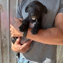 NICO, Hund, Mischlingshund in Rumänien - Bild 2