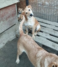 CHICO, Hund, Mischlingshund in Egelsbach - Bild 13