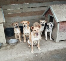 CHICO, Hund, Mischlingshund in Egelsbach - Bild 14