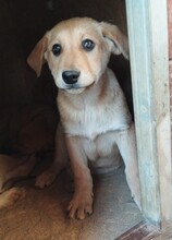 CHICO, Hund, Mischlingshund in Egelsbach - Bild 19