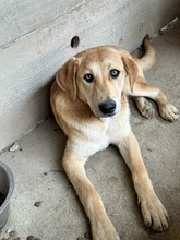 CHICO, Hund, Mischlingshund in Egelsbach - Bild 4