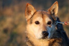 HARO, Hund, Mischlingshund in Lohra-Reimershausen - Bild 1