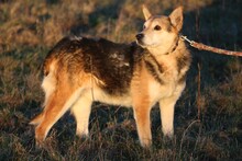 HARO, Hund, Mischlingshund in Lohra-Reimershausen - Bild 2