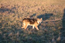 HARO, Hund, Mischlingshund in Lohra-Reimershausen - Bild 3