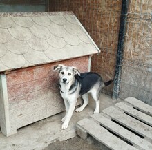 CLAIRE, Hund, Mischlingshund in Rumänien