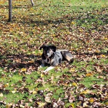 BELLA, Hund, Mischlingshund in Rumänien - Bild 1