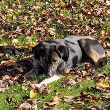 BELLA, Hund, Mischlingshund in Rumänien - Bild 3