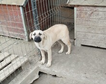 CLEO, Hund, Mischlingshund in Rumänien
