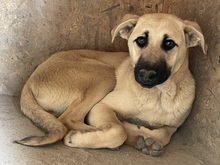 CLEO, Hund, Mischlingshund in Egelsbach - Bild 1