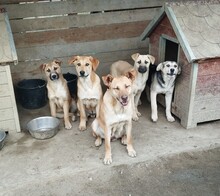 CLEO, Hund, Mischlingshund in Egelsbach - Bild 11