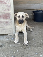 CLEO, Hund, Mischlingshund in Egelsbach - Bild 2