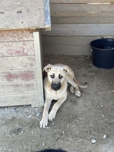 CLEO, Hund, Mischlingshund in Egelsbach - Bild 3