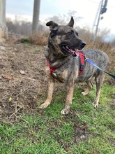 KIRO, Hund, Mischlingshund in Rumänien - Bild 10