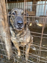 KIRO, Hund, Mischlingshund in Rumänien - Bild 2