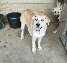 COCO, Hund, Mischlingshund in Rumänien