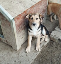CASPER, Hund, Mischlingshund in Rumänien