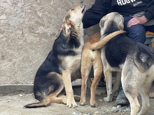 CASPER, Hund, Mischlingshund in Egelsbach - Bild 10