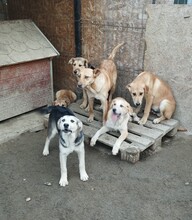 CASPER, Hund, Mischlingshund in Egelsbach - Bild 12