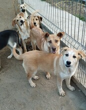 CASPER, Hund, Mischlingshund in Egelsbach - Bild 15