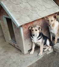 CASPER, Hund, Mischlingshund in Egelsbach - Bild 16