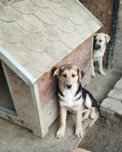 CASPER, Hund, Mischlingshund in Egelsbach - Bild 17