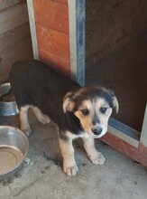 CASPER, Hund, Mischlingshund in Egelsbach - Bild 20