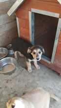 CASPER, Hund, Mischlingshund in Egelsbach - Bild 25