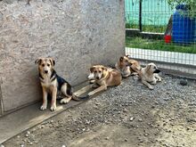 CASPER, Hund, Mischlingshund in Egelsbach - Bild 4