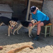 CASPER, Hund, Mischlingshund in Egelsbach - Bild 5