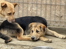 CASPER, Hund, Mischlingshund in Egelsbach - Bild 7