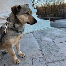 ZIMT, Hund, Mischlingshund in München