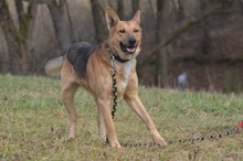 DZIUK, Hund, Deutscher Schäferhund in Polen - Bild 1