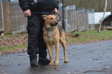 DZIUK, Hund, Deutscher Schäferhund in Polen - Bild 11