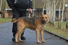 DZIUK, Hund, Deutscher Schäferhund in Polen - Bild 2