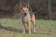 DZIUK, Hund, Deutscher Schäferhund in Polen - Bild 6