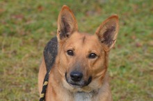 DZIUK, Hund, Deutscher Schäferhund in Polen - Bild 8